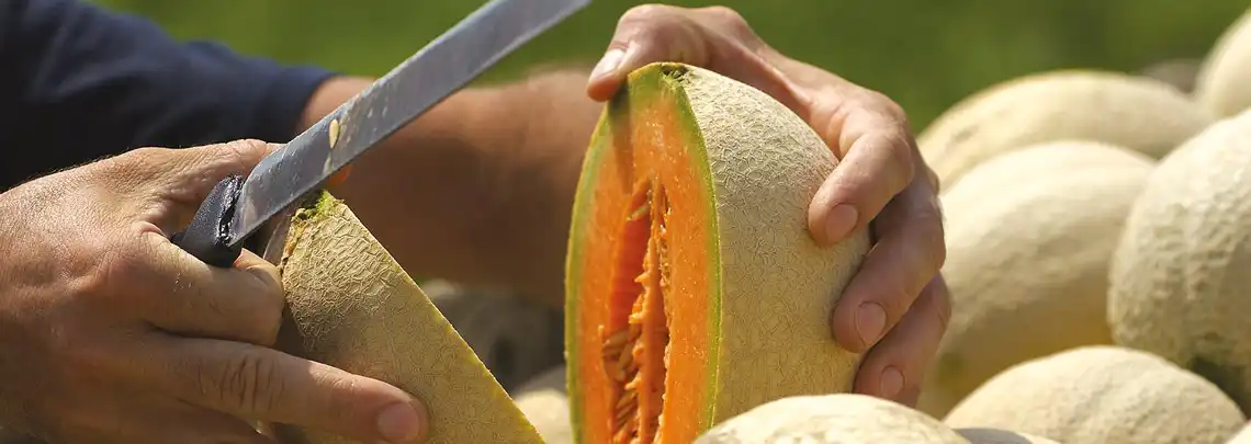 Melone Mantovano IGP Prodotto nella provincia di Cremona